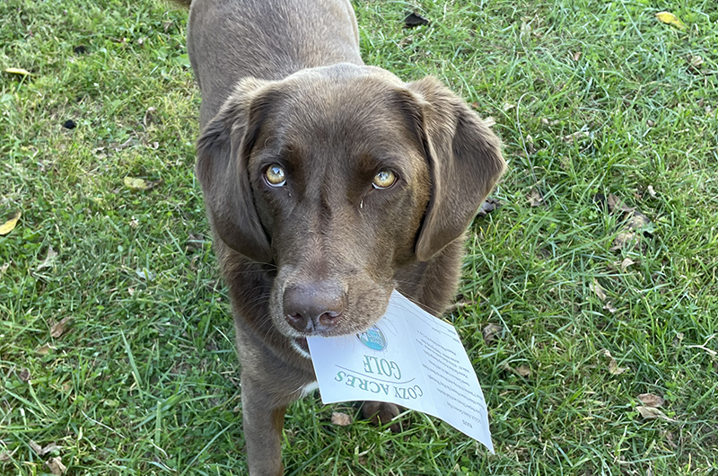 Brown dog on golf course